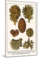 Moss Animal, Narrow Leaved Hornwrack, Breadcrumb Sponge, Pipe or Chimney Sponge, Lettuce Coral-Albertus Seba-Mounted Art Print