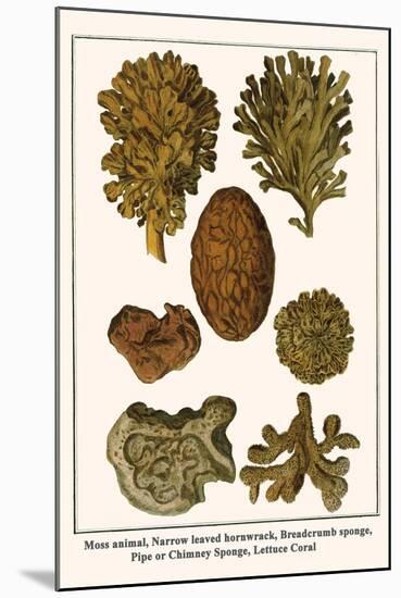 Moss Animal, Narrow Leaved Hornwrack, Breadcrumb Sponge, Pipe or Chimney Sponge, Lettuce Coral-Albertus Seba-Mounted Art Print