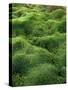 Moss, Bartramia Stricta-Thonig-Stretched Canvas