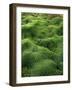 Moss, Bartramia Stricta-Thonig-Framed Photographic Print