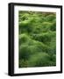 Moss, Bartramia Stricta-Thonig-Framed Photographic Print