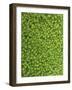 Moss, Bryopsida, Bartramia Stricta, Close-Up-Thonig-Framed Photographic Print