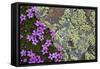 Moss Campion (Silene Acaulis) in Flower Growing on Rock, Liechtenstein, June 2009-Giesbers-Framed Stretched Canvas