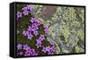 Moss Campion (Silene Acaulis) in Flower Growing on Rock, Liechtenstein, June 2009-Giesbers-Framed Stretched Canvas