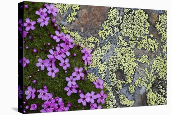 Moss Campion (Silene Acaulis) in Flower Growing on Rock, Liechtenstein, June 2009-Giesbers-Stretched Canvas
