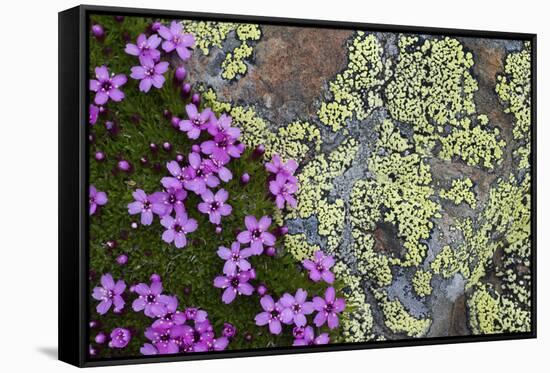 Moss Campion (Silene Acaulis) in Flower Growing on Rock, Liechtenstein, June 2009-Giesbers-Framed Stretched Canvas