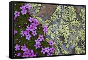 Moss Campion (Silene Acaulis) in Flower Growing on Rock, Liechtenstein, June 2009-Giesbers-Framed Stretched Canvas