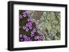 Moss Campion (Silene Acaulis) in Flower Growing on Rock, Liechtenstein, June 2009-Giesbers-Framed Premium Photographic Print