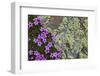 Moss Campion (Silene Acaulis) in Flower Growing on Rock, Liechtenstein, June 2009-Giesbers-Framed Premium Photographic Print