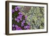 Moss Campion (Silene Acaulis) in Flower Growing on Rock, Liechtenstein, June 2009-Giesbers-Framed Photographic Print