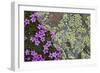 Moss Campion (Silene Acaulis) in Flower Growing on Rock, Liechtenstein, June 2009-Giesbers-Framed Photographic Print