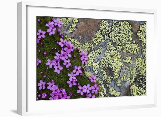 Moss Campion (Silene Acaulis) in Flower Growing on Rock, Liechtenstein, June 2009-Giesbers-Framed Photographic Print