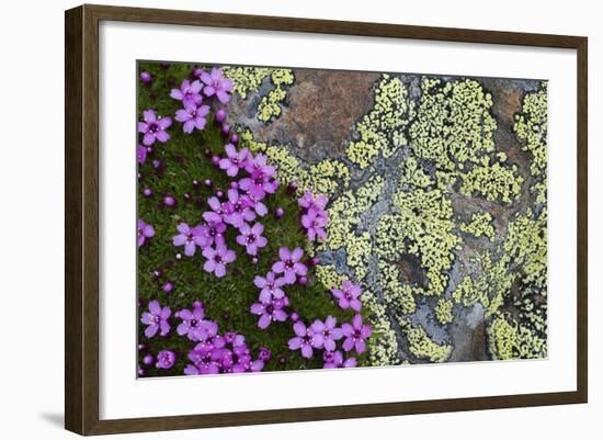 Moss Campion (Silene Acaulis) in Flower Growing on Rock, Liechtenstein, June 2009-Giesbers-Framed Photographic Print