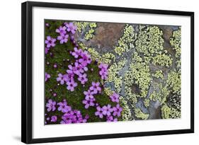 Moss Campion (Silene Acaulis) in Flower Growing on Rock, Liechtenstein, June 2009-Giesbers-Framed Photographic Print