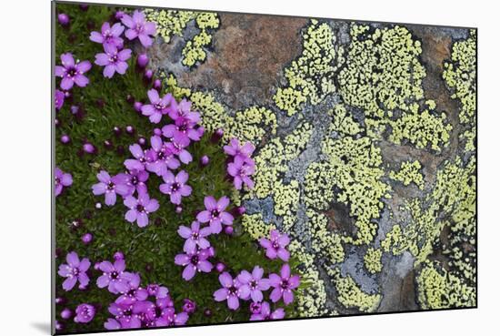 Moss Campion (Silene Acaulis) in Flower Growing on Rock, Liechtenstein, June 2009-Giesbers-Mounted Photographic Print