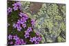 Moss Campion (Silene Acaulis) in Flower Growing on Rock, Liechtenstein, June 2009-Giesbers-Mounted Photographic Print