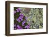 Moss Campion (Silene Acaulis) in Flower Growing on Rock, Liechtenstein, June 2009-Giesbers-Framed Photographic Print