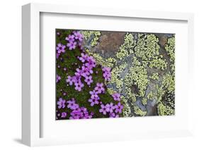 Moss Campion (Silene Acaulis) in Flower Growing on Rock, Liechtenstein, June 2009-Giesbers-Framed Photographic Print