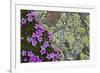 Moss Campion (Silene Acaulis) in Flower Growing on Rock, Liechtenstein, June 2009-Giesbers-Framed Photographic Print