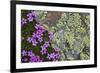 Moss Campion (Silene Acaulis) in Flower Growing on Rock, Liechtenstein, June 2009-Giesbers-Framed Photographic Print