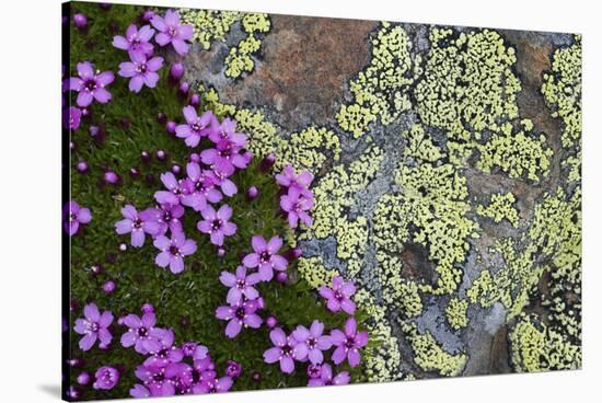 Moss Campion (Silene Acaulis) in Flower Growing on Rock, Liechtenstein, June 2009-Giesbers-Stretched Canvas