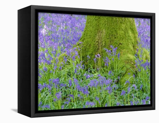 Moss Covered Base of a Tree and Bluebells in Flower, Bluebell Wood, Hampshire, England, UK-Jean Brooks-Framed Stretched Canvas