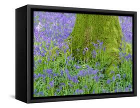 Moss Covered Base of a Tree and Bluebells in Flower, Bluebell Wood, Hampshire, England, UK-Jean Brooks-Framed Stretched Canvas