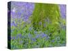 Moss Covered Base of a Tree and Bluebells in Flower, Bluebell Wood, Hampshire, England, UK-Jean Brooks-Stretched Canvas