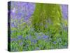 Moss Covered Base of a Tree and Bluebells in Flower, Bluebell Wood, Hampshire, England, UK-Jean Brooks-Stretched Canvas