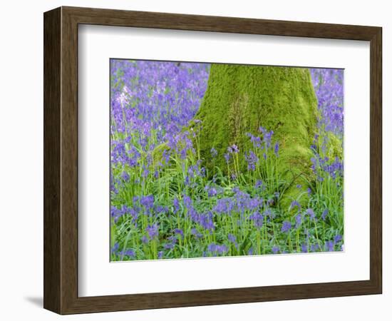 Moss Covered Base of a Tree and Bluebells in Flower, Bluebell Wood, Hampshire, England, UK-Jean Brooks-Framed Photographic Print