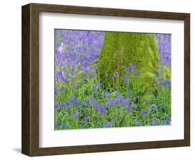 Moss Covered Base of a Tree and Bluebells in Flower, Bluebell Wood, Hampshire, England, UK-Jean Brooks-Framed Photographic Print