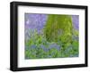 Moss Covered Base of a Tree and Bluebells in Flower, Bluebell Wood, Hampshire, England, UK-Jean Brooks-Framed Photographic Print