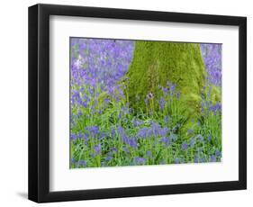 Moss Covered Base of a Tree and Bluebells in Flower, Bluebell Wood, Hampshire, England, UK-Jean Brooks-Framed Photographic Print