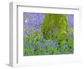 Moss Covered Base of a Tree and Bluebells in Flower, Bluebell Wood, Hampshire, England, UK-Jean Brooks-Framed Photographic Print