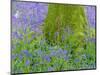 Moss Covered Base of a Tree and Bluebells in Flower, Bluebell Wood, Hampshire, England, UK-Jean Brooks-Mounted Photographic Print