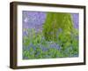 Moss Covered Base of a Tree and Bluebells in Flower, Bluebell Wood, Hampshire, England, UK-Jean Brooks-Framed Photographic Print