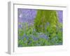 Moss Covered Base of a Tree and Bluebells in Flower, Bluebell Wood, Hampshire, England, UK-Jean Brooks-Framed Photographic Print