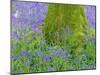 Moss Covered Base of a Tree and Bluebells in Flower, Bluebell Wood, Hampshire, England, UK-Jean Brooks-Mounted Photographic Print