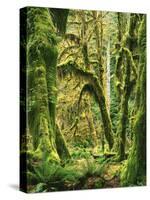Moss covered Bigleaf Maples, Hoh Rain Forest, Olympic National Park, Washington, USA-Charles Gurche-Stretched Canvas