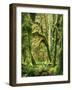 Moss covered Bigleaf Maples, Hoh Rain Forest, Olympic National Park, Washington, USA-Charles Gurche-Framed Photographic Print