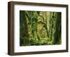 Moss covered Bigleaf Maples, Hoh Rain Forest, Olympic National Park, Washington, USA-Charles Gurche-Framed Photographic Print