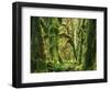 Moss covered Bigleaf Maples, Hoh Rain Forest, Olympic National Park, Washington, USA-Charles Gurche-Framed Photographic Print