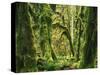 Moss covered Bigleaf Maples, Hoh Rain Forest, Olympic National Park, Washington, USA-Charles Gurche-Stretched Canvas