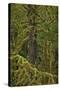 Moss-Covered Branches in the Rainforest-James-Stretched Canvas