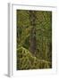 Moss-Covered Branches in the Rainforest-James-Framed Photographic Print