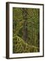 Moss-Covered Branches in the Rainforest-James-Framed Photographic Print