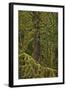 Moss-Covered Branches in the Rainforest-James-Framed Photographic Print