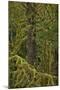 Moss-Covered Branches in the Rainforest-James-Mounted Photographic Print