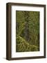 Moss-Covered Branches in the Rainforest-James-Framed Photographic Print