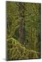 Moss-Covered Branches in the Rainforest-James-Mounted Photographic Print